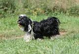 TERRIER DU TIBET 269